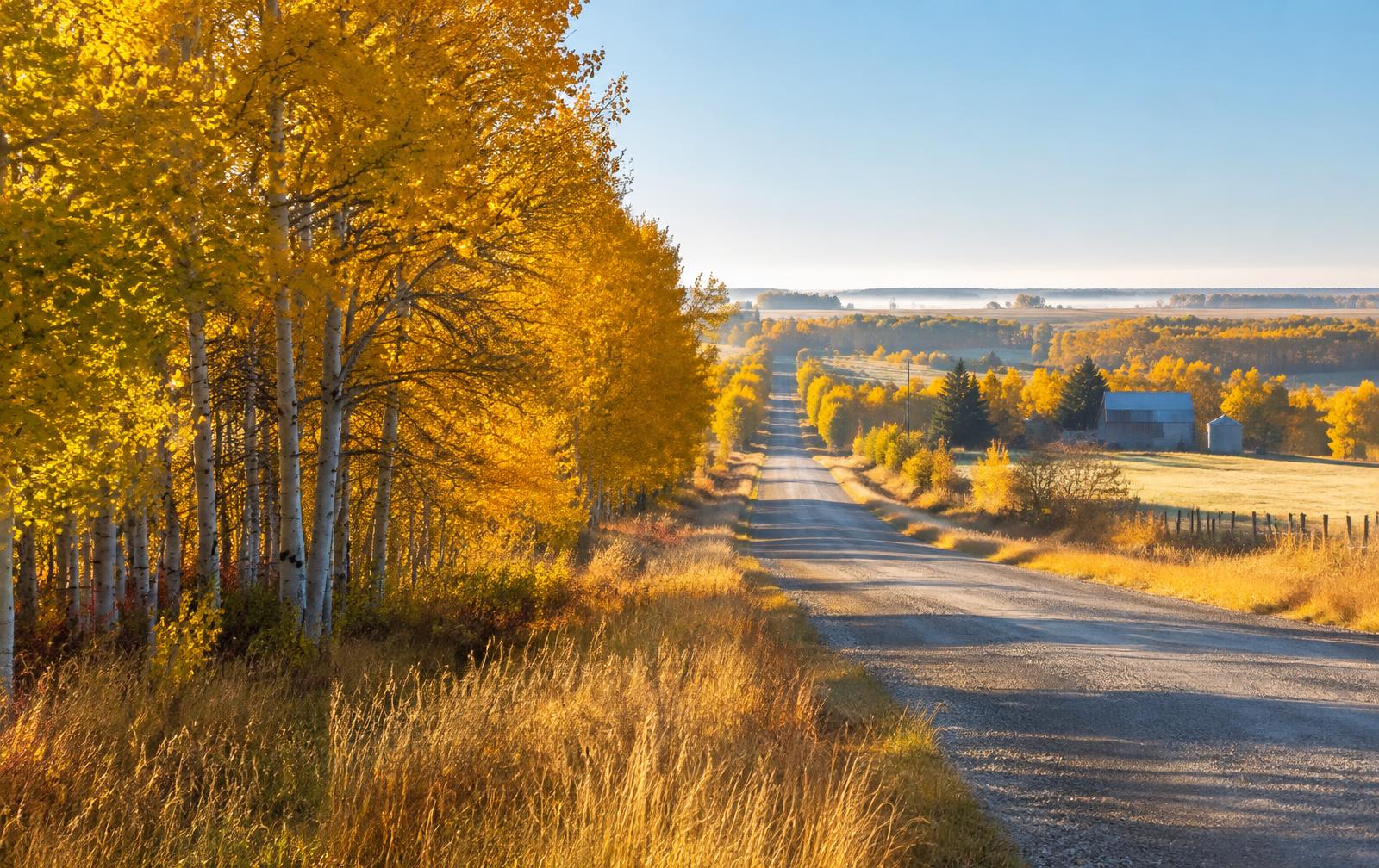 Golden aspen trees lining a quiet country road in early fall