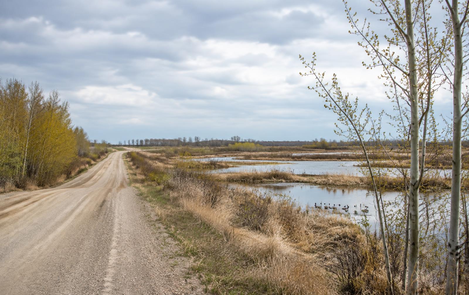 Spring thaw along a gravel country road beside a marsh with geese